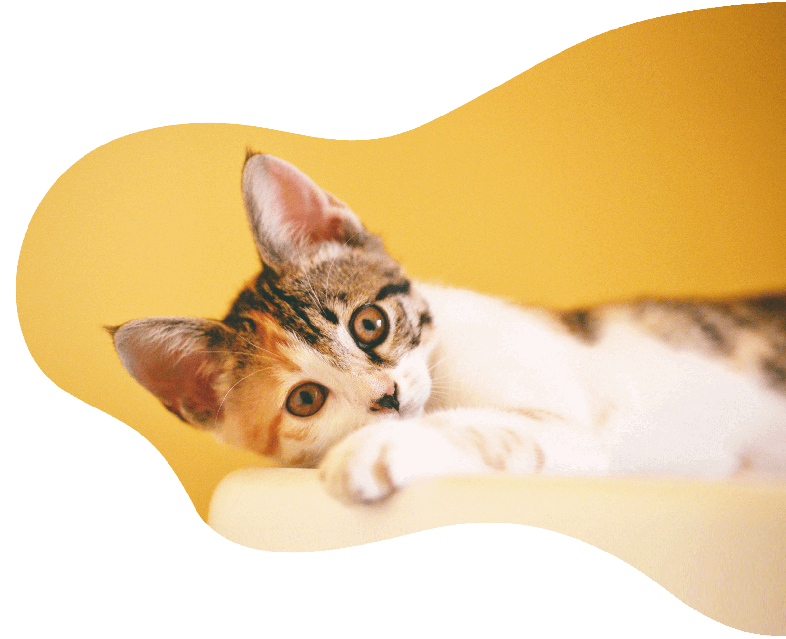 Pets 4 pets